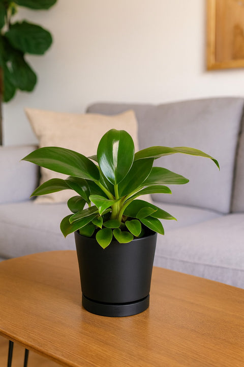 Plante d'intérieur "Philodendron Green Princess"