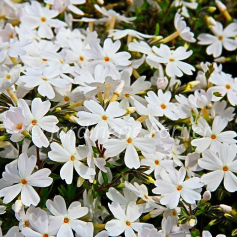Phlox Spring® "Late White"