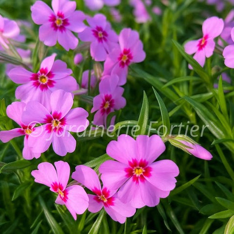 Phlox subulata "Eye Candy"