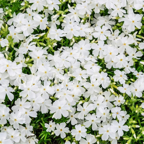 Phlox subulata "White Delight"