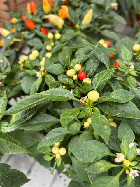 Plante d'intérieur "Piment décoratif en pot"
