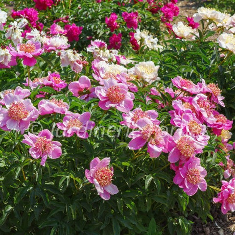 Pivoine "Do Tell"
