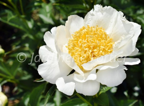 Pivoine "Patio Dublin"