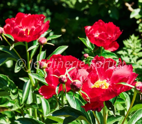 Pivoine "Patio Moscow"
