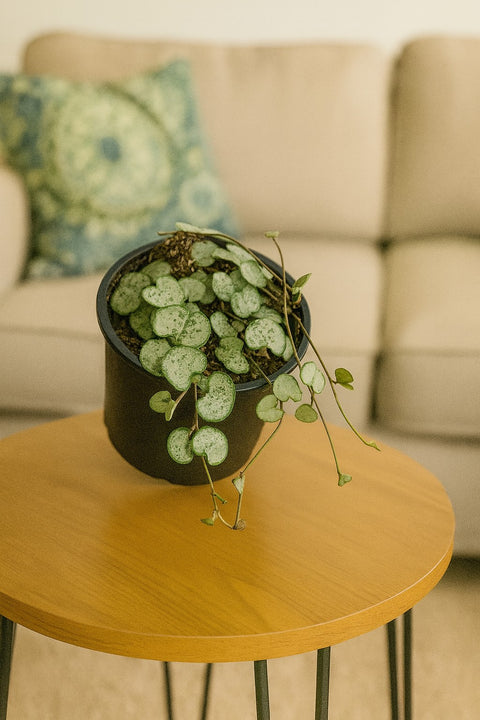 Plante d'intérieur "Ceropegia woodii String of Hearts"
