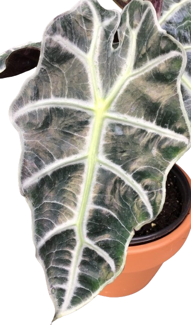 Plante d'intérieur "Alocasia Bambino Amazonica"