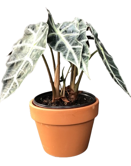 Plante d'intérieur "Alocasia Bambino Amazonica"