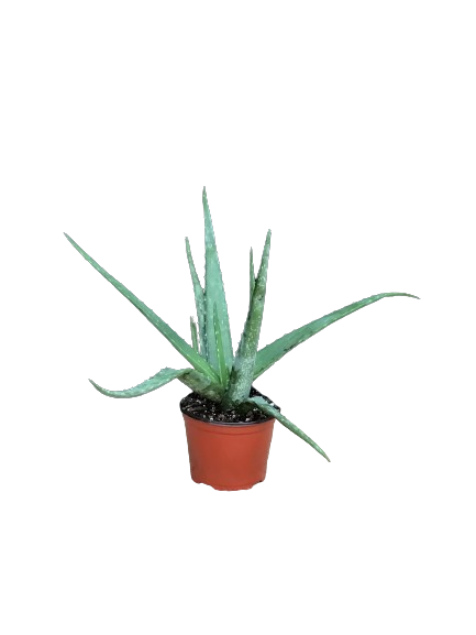 prix aloe vera plante Plante d'intérieur "Aloès Vera" – Jardinerie Fortier