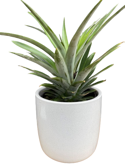 Plante d'intérieur "Plante Ananas"