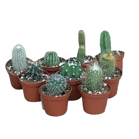 Plante d'intérieur "Cactus assortis"