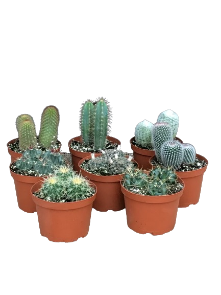 Plante d'intérieur "Cactus assortis"