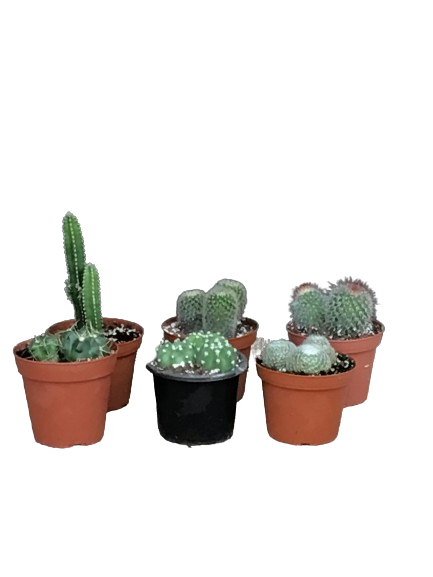 Plante d'intérieur "Cactus assortis"