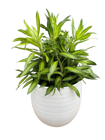 Plante d'intérieur "Draceana Song of Jamaïca"