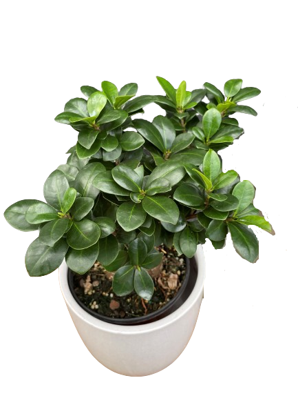 Plante d'intérieur "Ficus Ginseng Bonsaï"