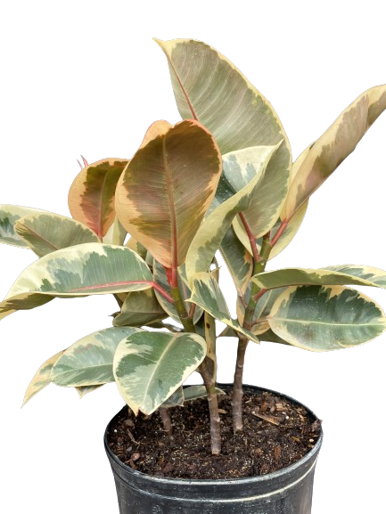 Plante d'intérieur "Ficus Tineke"