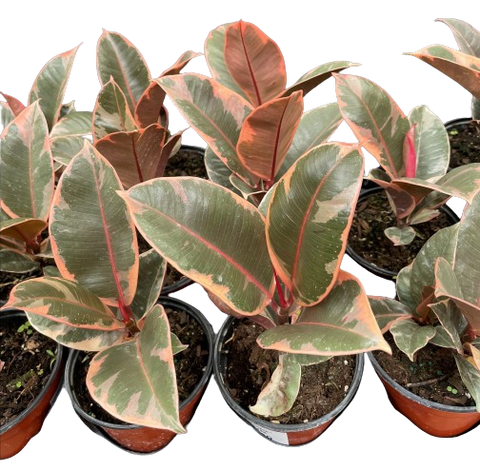 Plante d'intérieur "Ficus Tineke"