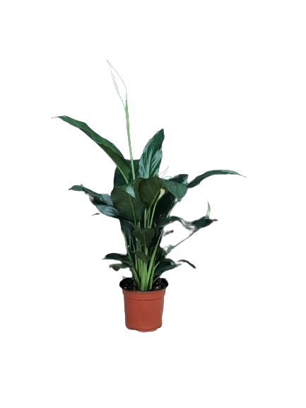 Plante d'intérieur "Spathiphyllum (Lis de paix)"