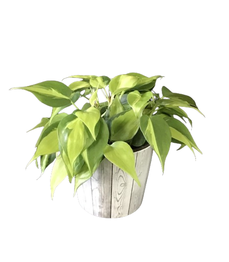 Plante d'intérieur "Philodendron Brazil"