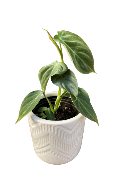 Plante d'intérieur "Philodendron Gloriosum"