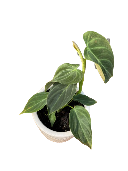 Plante d'intérieur "Philodendron Gloriosum"