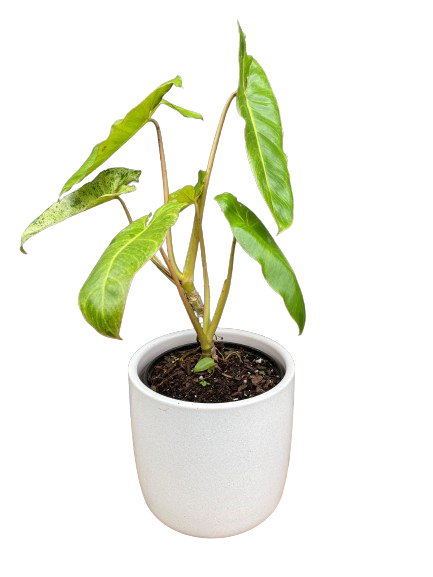 Plante d'intérieur "Philodendron Paraiso Verde"