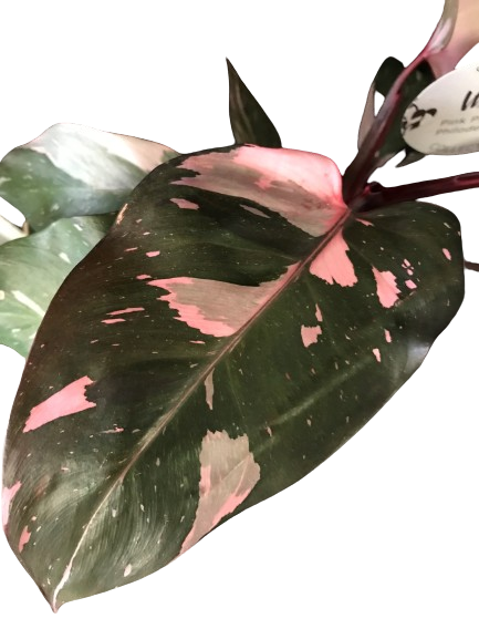 Plante d'intérieur "Philodendron Pink Princess"