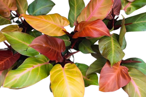 Plante d'intérieur "Philodendron Prince of orange"