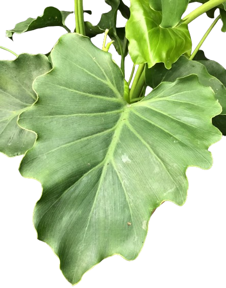 Plante d'intérieur "Philodendron Shangri-la"