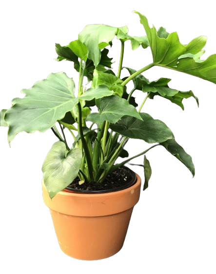 Plante d'intérieur "Philodendron Shangri-la"