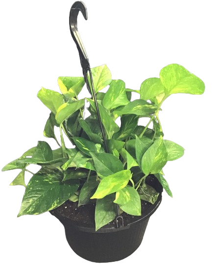 Plante d'intérieur "Pothos Golden"