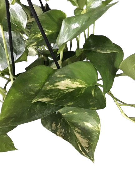 Plante d'intérieur "Pothos Golden"