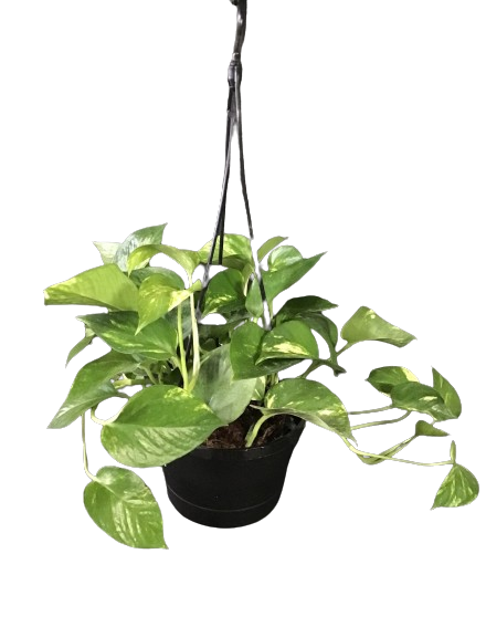 Plante d'intérieur "Pothos Golden"