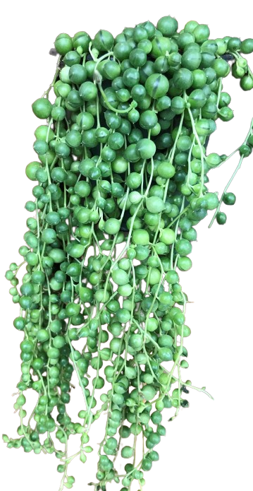 Senecio Rowleyanus "String of Pearls"