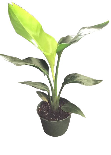 Plante d'intérieur "Strelitzia white bird"