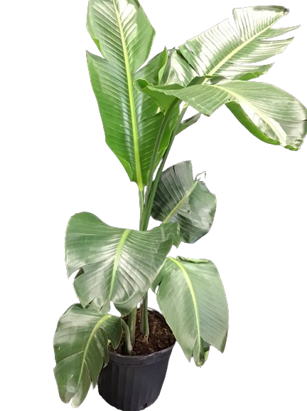 Plante d'intérieur "Strelitzia white bird"