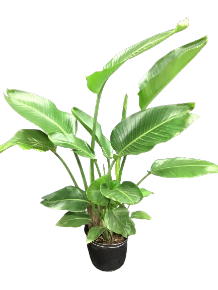 Plante d'intérieur "Strelitzia white bird"