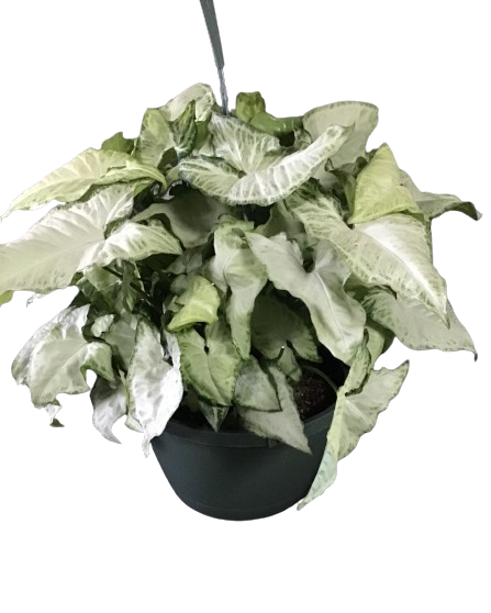Plante d'intérieur "Syngonium white butterfly"