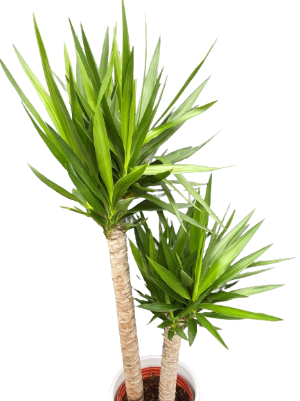 Plante d'intérieur "Yucca Cane" sur tige