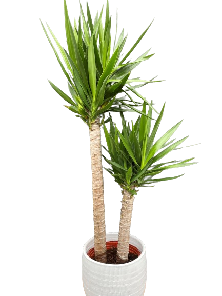 Plante d'intérieur "Yucca Cane" sur tige