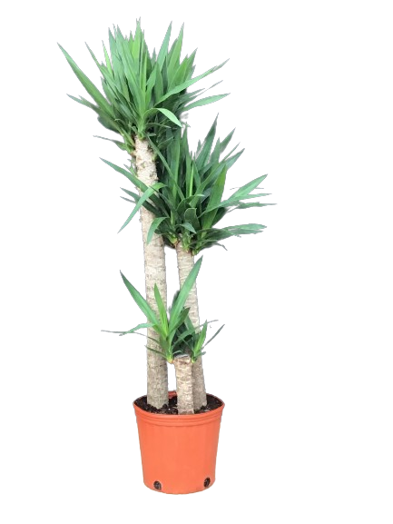 Plante d'intérieur "Yucca Cane" sur tige
