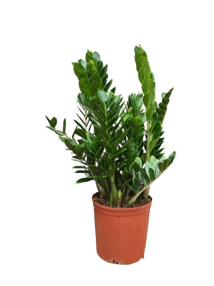 Zamioculcas Zamofolia " ZZ plant "