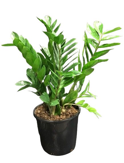 Zamioculcas Zamofolia " ZZ plant "