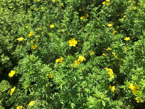 Potentille "Happy Face Yellow"