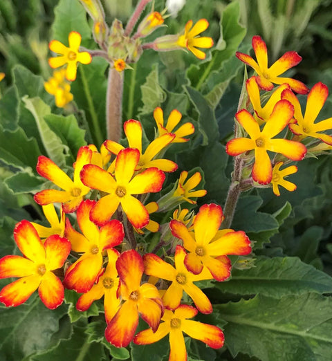 Primula "Oakleaf yellow picotee"