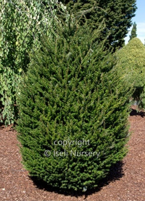 Pruche diversifolia "Minikin"