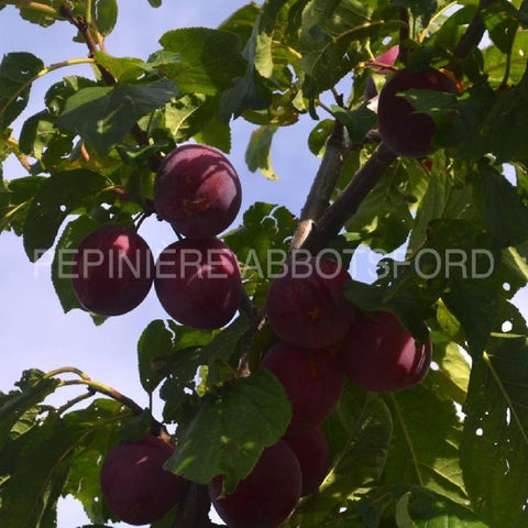 Prunier "Pembina"