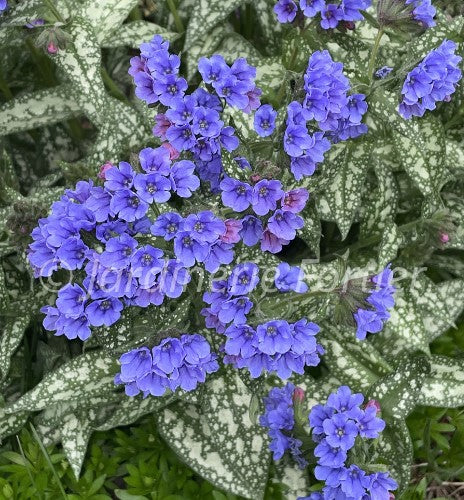 Pulmonaria "Twinkle Toes"