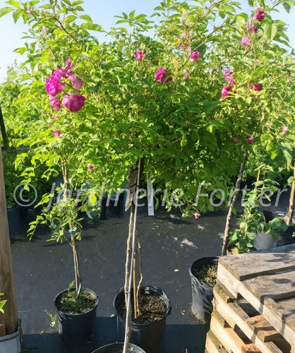 Rosier rustique "Abbotsford" sur tige