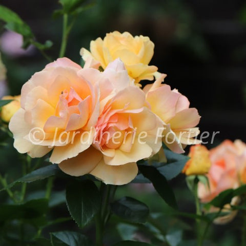 Rosier "Chinook Sunrise"
