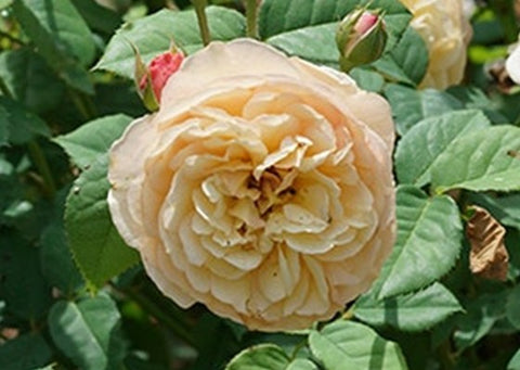 Rosier "Flavorette Honey apricot"